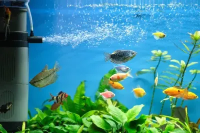 pond filter